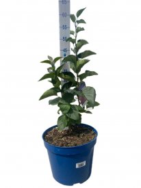 Сирень обыкновенная Бюффон h70 - 90 см