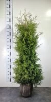 Туя западная Брабант экстра ø30 h160 - 180 см