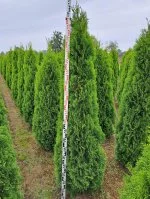 Туя западная Смарагд ø30 h200 - 220 см
