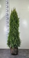 Туя западная Смарагд экстра ø30 h160 - 180 см