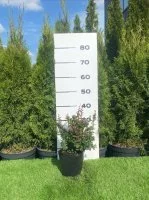 Барбарис самшитолистный Нана h20 - 40 см