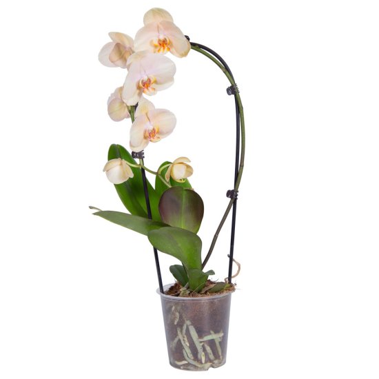 Орхидея Фаленопсис Каскад ø12 h45-55 см