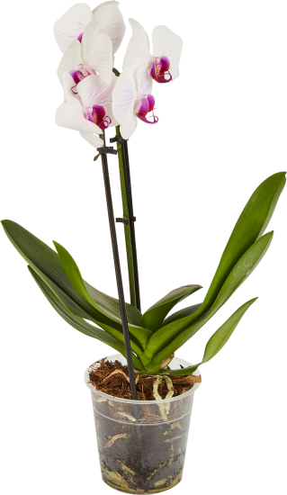 Орхидея Фаленопсис Каскад ø12 h45-55 см