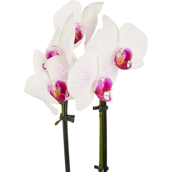 Орхидея Фаленопсис Каскад ø12 h45-55 см
