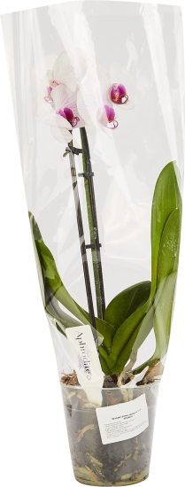 Орхидея Фаленопсис Каскад ø12 h45-55 см