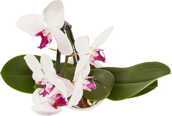 Орхидея Фаленопсис Каскад ø12 h45-55 см