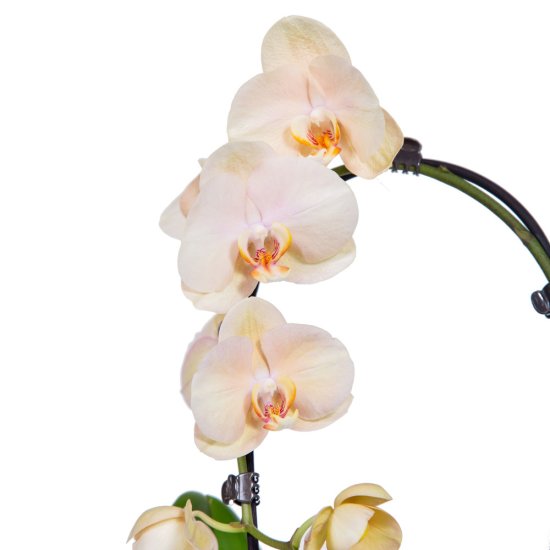 Орхидея Фаленопсис Каскад ø12 h45-55 см