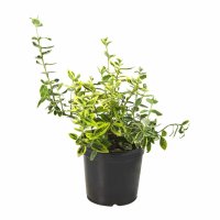 Бересклет ø12 h25 см