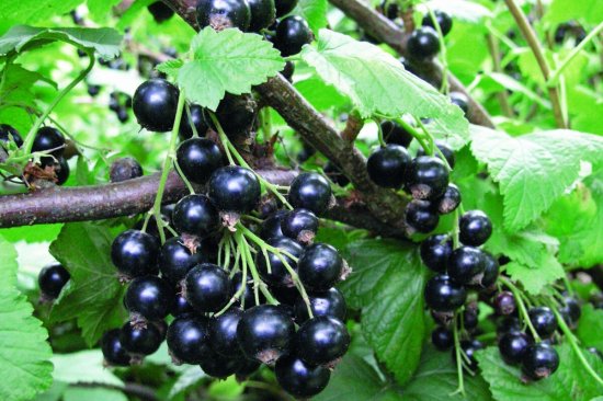 Смородина чёрная ø17 h80 см