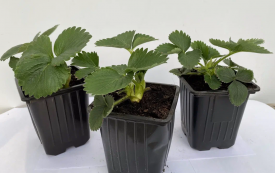 Земляника крупноплодная Джоли ø15 h20 см