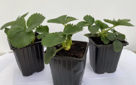 Земляника ремонтантная Альбион ø22 h20 см