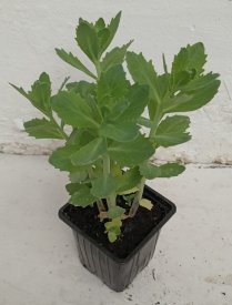 Очиток гибридный ø9 h15 см