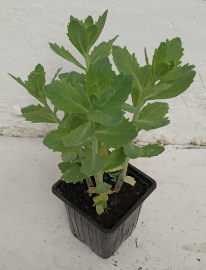 Очиток гибридный ø9 h15 см