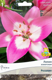 Лилия азиатская «Розалин», размер луковицы 14/16