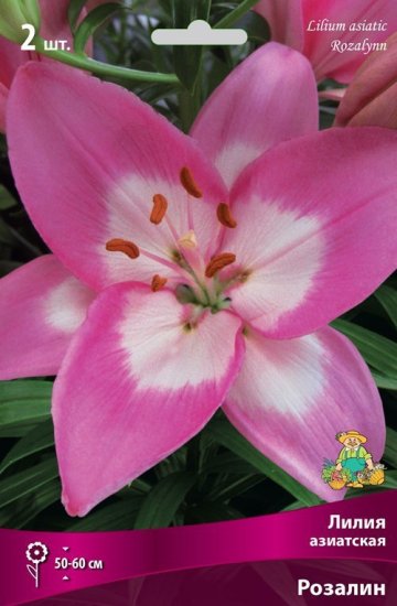 Лилия азиатская «Розалин», размер луковицы 14/16