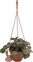 Камнеломка Микс 16x25 см