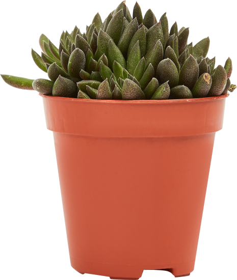 Сцинокрассула микс ø5 h7 см