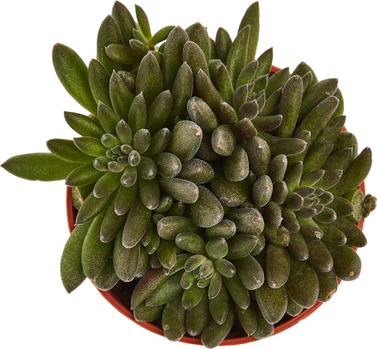 Сцинокрассула микс ø5 h7 см