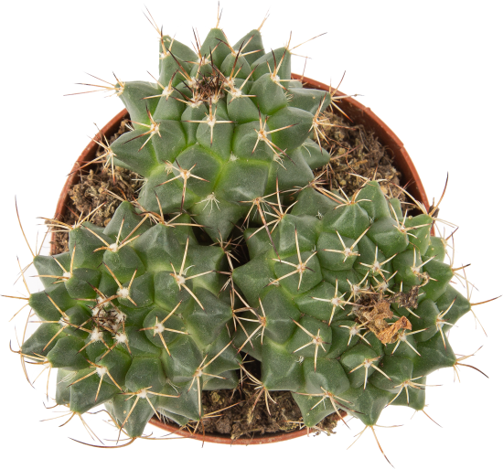 Кактус Рок микс ø9 h10 см