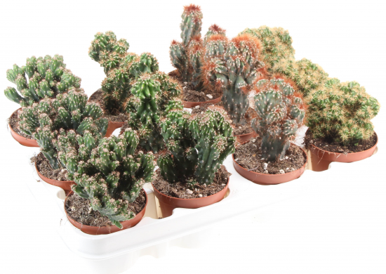 Кактус Рок микс ø9 h10 см