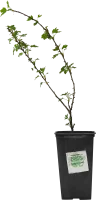 Крыжовник микс h15 см