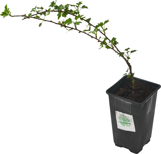 Крыжовник микс h15 см