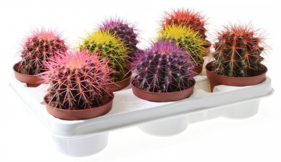 Эхинокактус Грузона Радуга ø10 h13 см