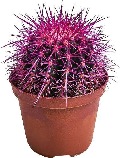 Эхинокактус Грузона Радуга ø10 h13 см