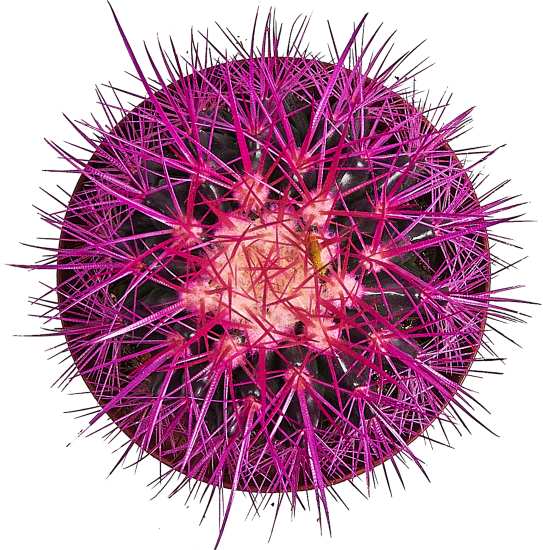 Эхинокактус Грузона Радуга ø10 h13 см