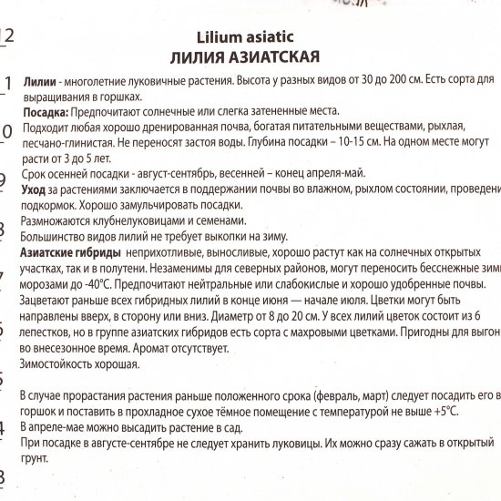 Лилия азиатская Танго «Неттис Прайд»