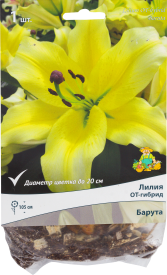 Лилии ОТ-гибриды «Барута», размер луковицы 14/16, 1 шт.