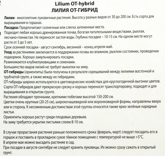 Лилии ОТ-гибриды «Барута», размер луковицы 14/16, 1 шт.