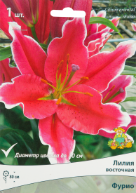 Лилия восточная Фурио