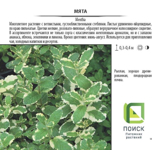 Мята в сортах V1.5л