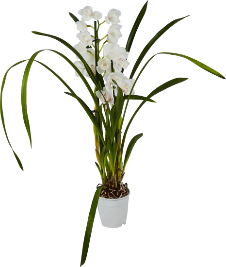 Цимбидиум микс 1T5 ø12 h50 см