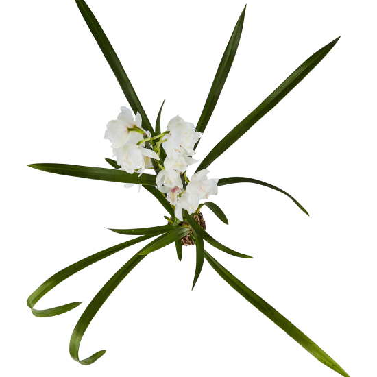 Цимбидиум микс 1T5 ø12 h50 см