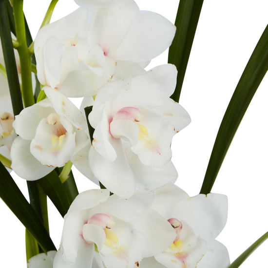 Цимбидиум микс 1T5 ø12 h50 см