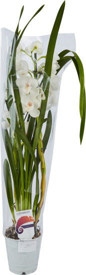 Цимбидиум микс 1T5 ø12 h50 см