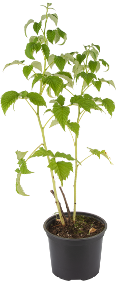 Малина Желтый гигант (V2-3л) h40 см