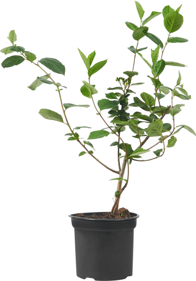 Арония черноплодная, контейнер 2-3 л