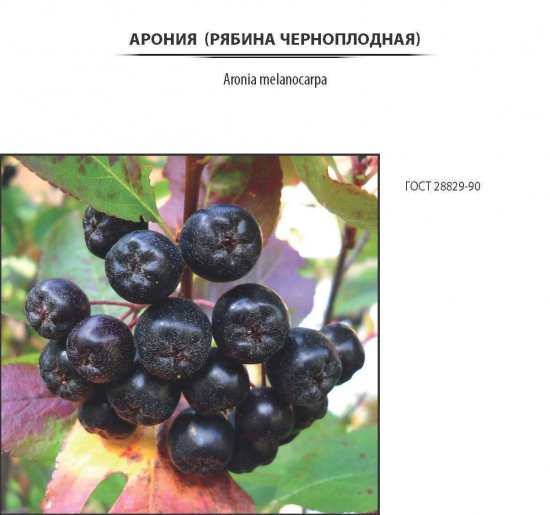 Арония черноплодная, контейнер 2-3 л