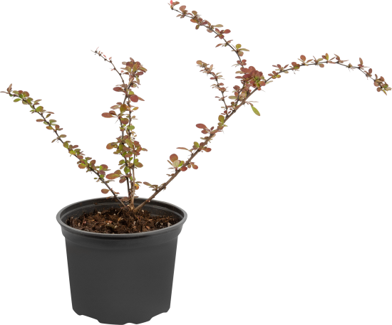 Барбарис Тунберга Харлеквин ø17 h30 см