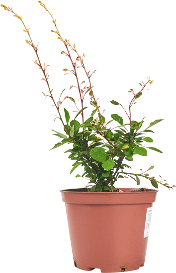 Барбарис Тунберга Наташа ø17 h50 см