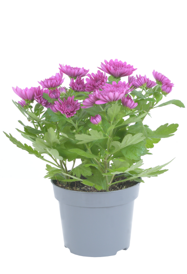 Хризантема кустовая ø10 h25 см