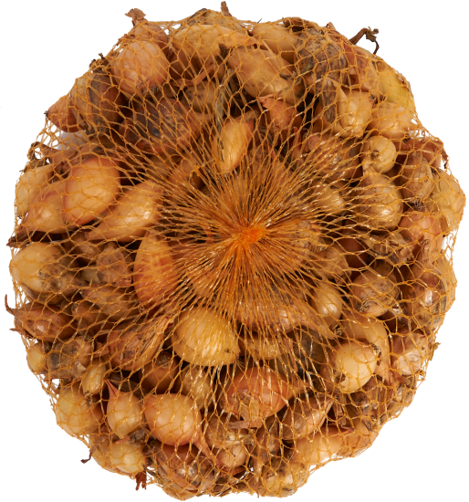 Лук-севок Стурон 10/21 мм 0.5 кг