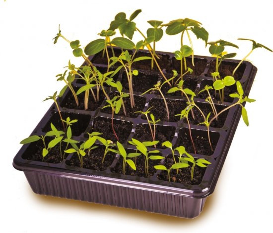 Мини парник для рассады ПВХ 34x28x9.5 см 20 гнезд