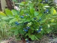 Голубика садовая Блюкорп ø15 h30 см