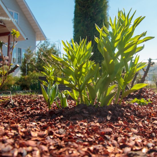 Мульча Interrasa Какаовелла 60 л