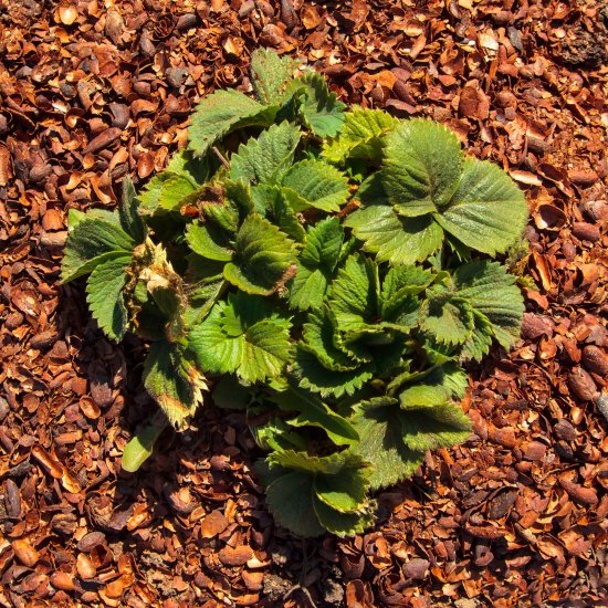 Мульча Interrasa Какаовелла 60 л