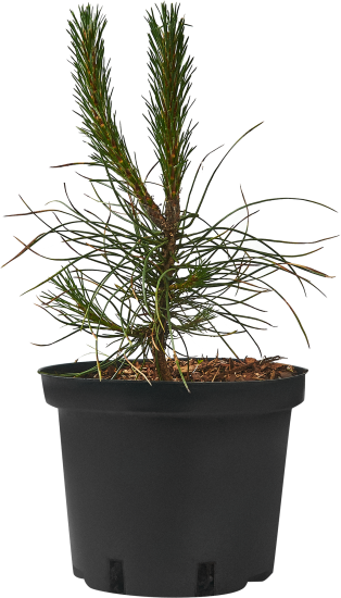 Сосна черная ø17 h15 - 30 см